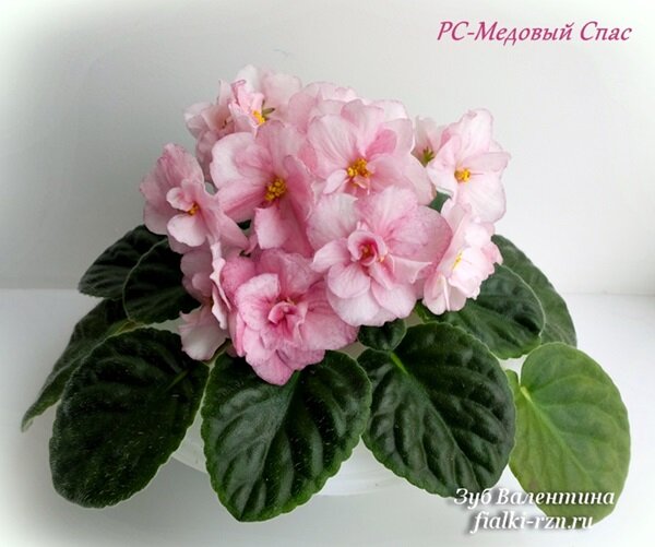 фиалка pink amiss фото