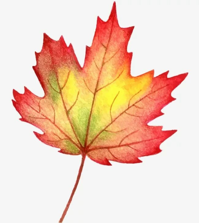 Осенние листья рисунки для детей