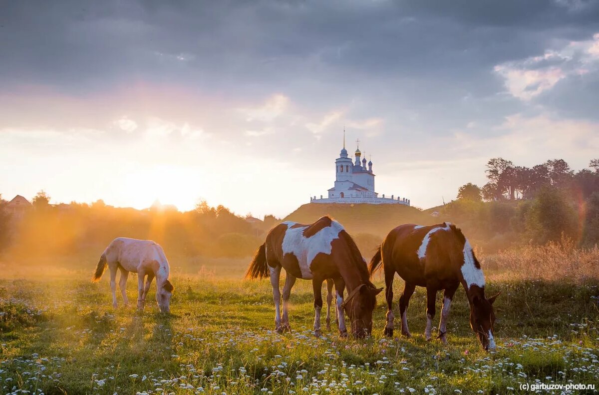 лошади на рассвете фото