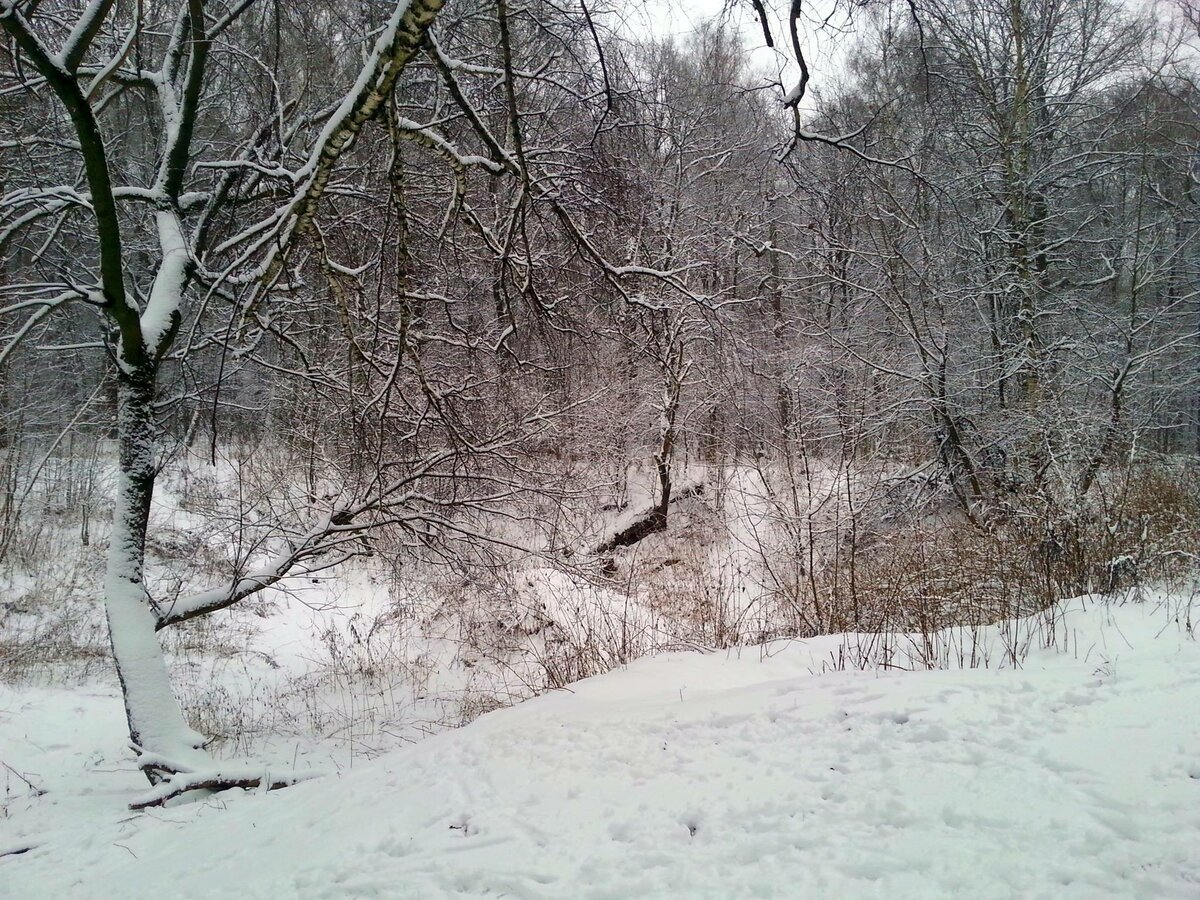 Хочу зимой зиму. Прошлогодний снег, 19 декабря 2017. 2018, январь, снега нет. Где снег? Фотограф Илья LukBigBox Химич