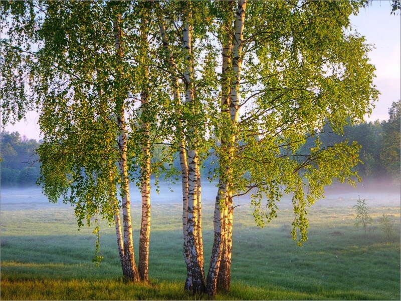 березы россии картинки фото