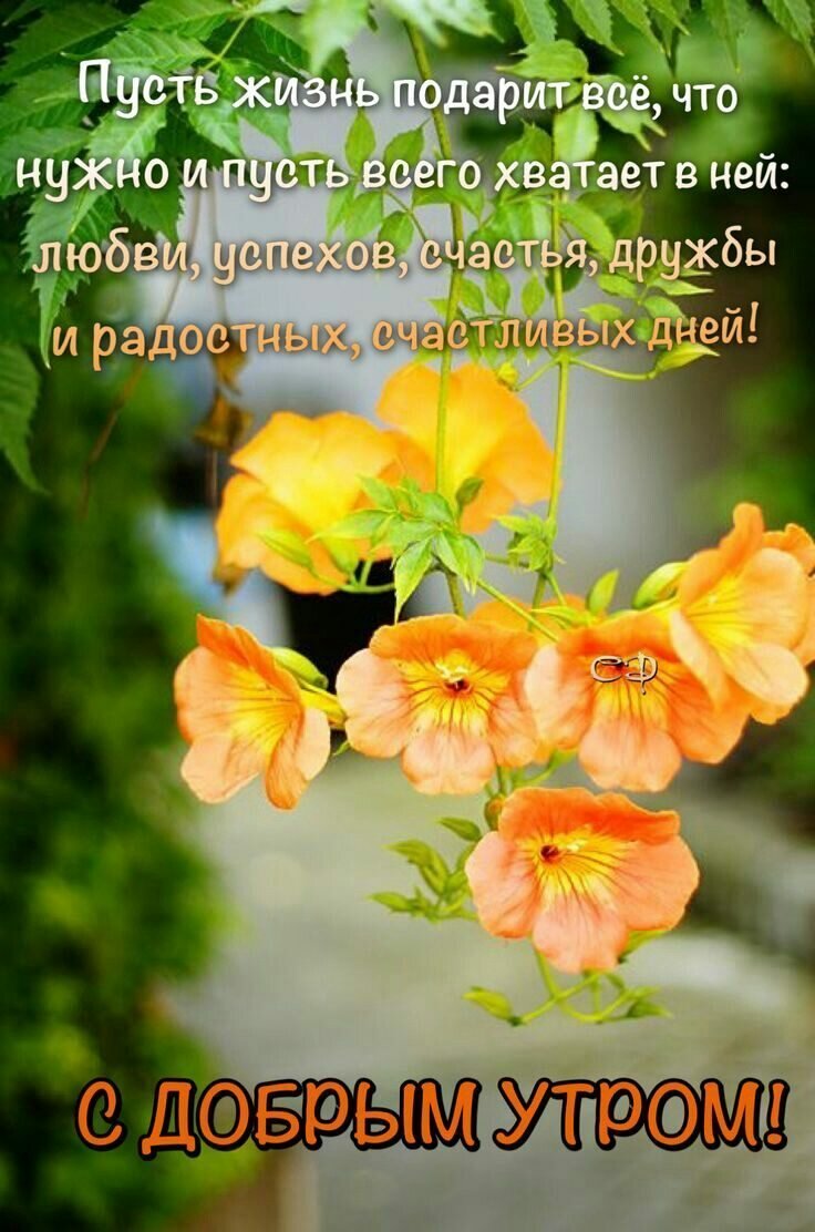 кампсис крупноцветковый фото