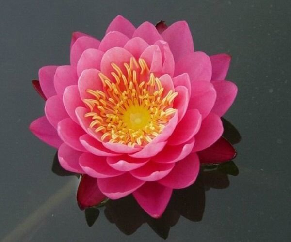 нимфея (nymphaea) фото