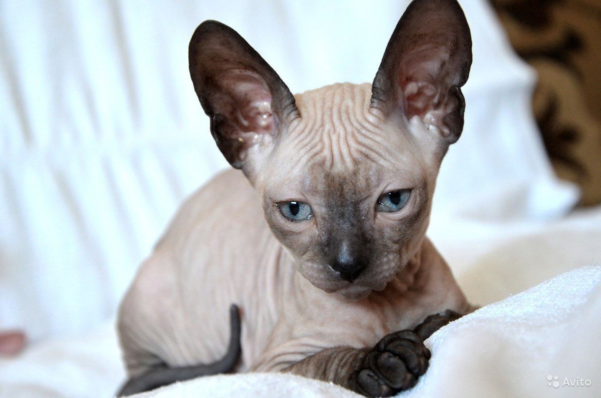 ������� ������ ���� � ������� ����������- �������