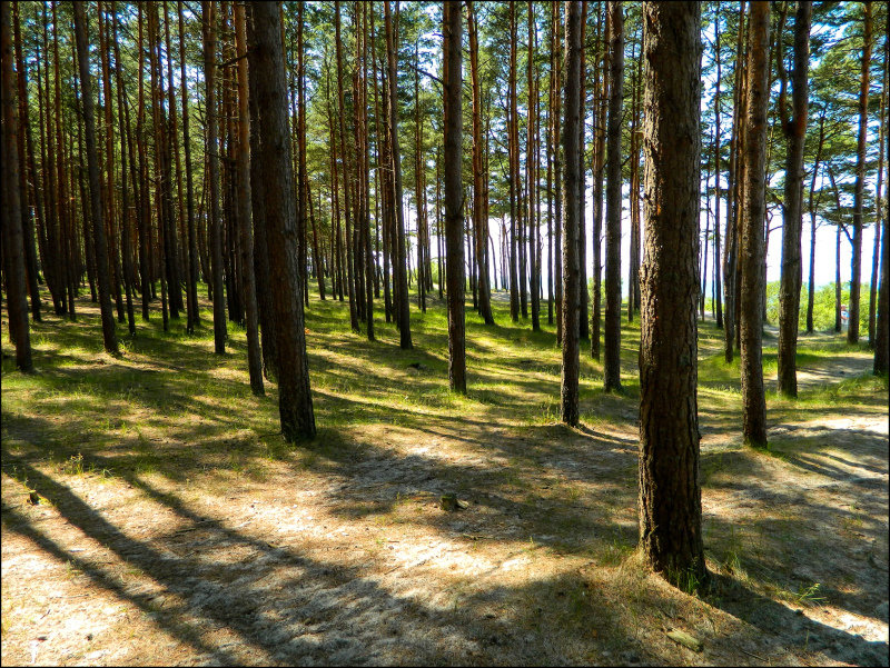 куршская коса сосновый лес рисунок фото