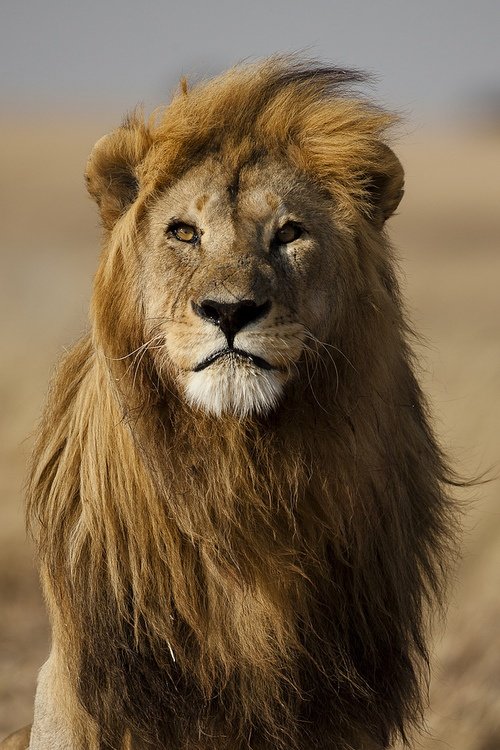 Величественный лев. Фотокарточка.