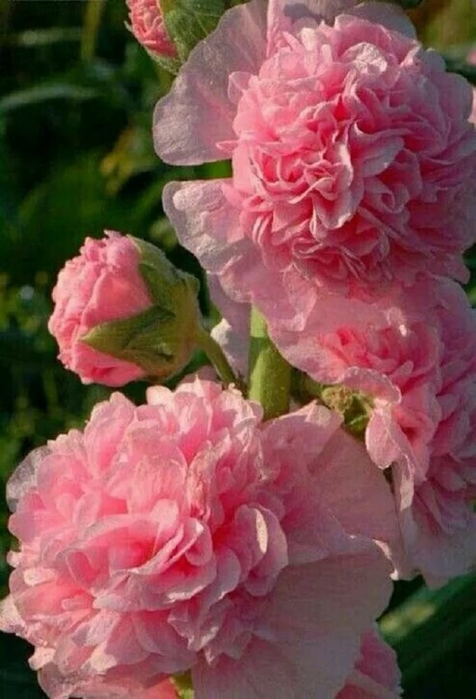 шток-роза alcea rosea фото