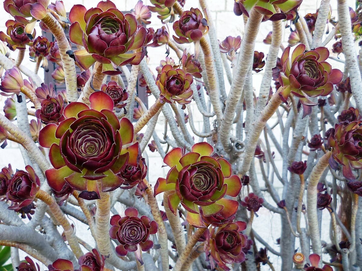 aeonium arboreum цветение фото