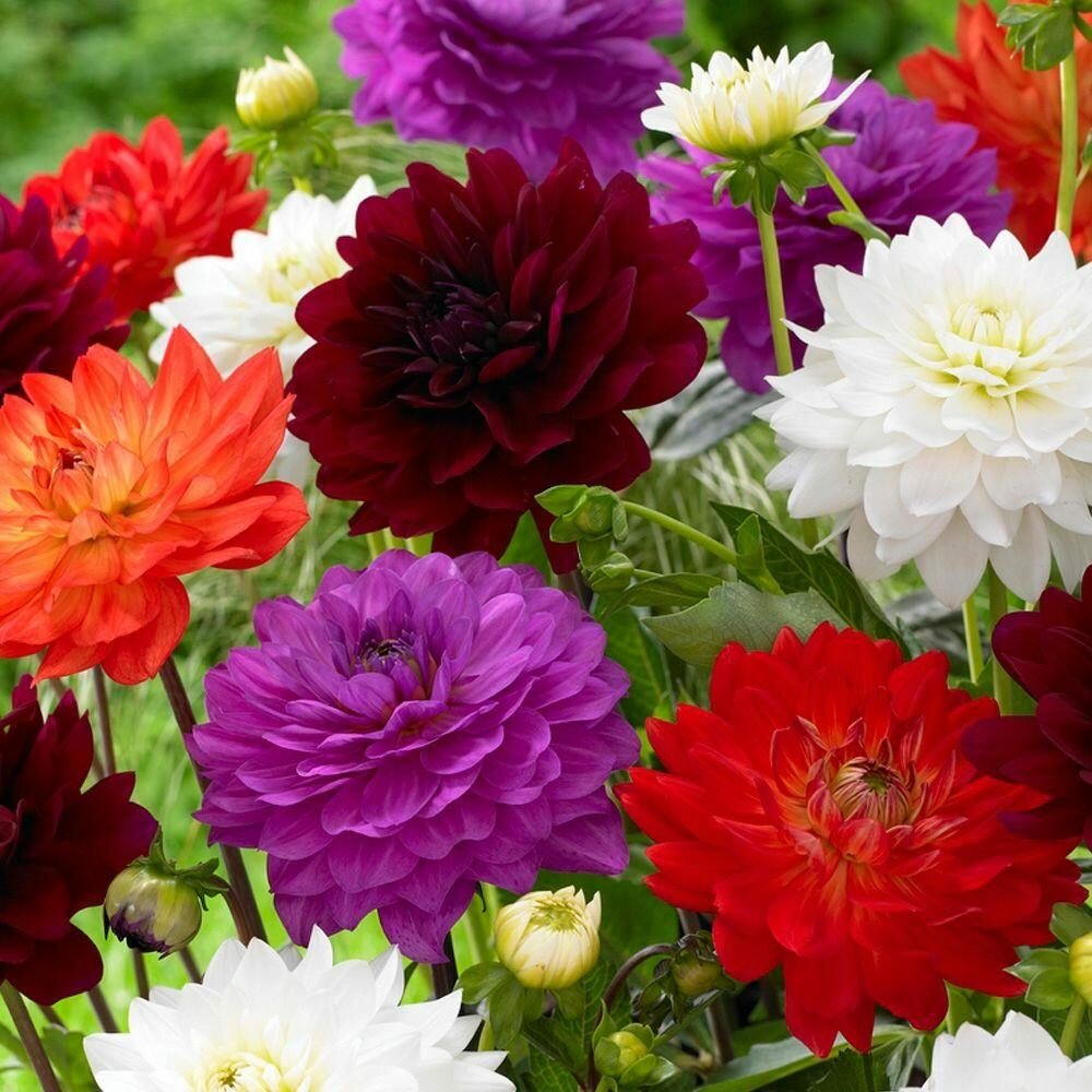 георгины dahlia микс фото