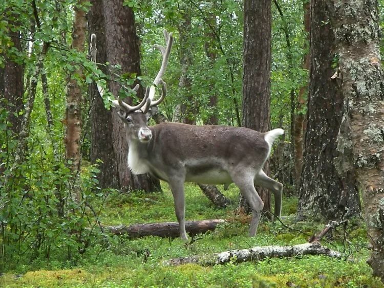 Finnish forest reindeer - Alchetron, the free social encyclo