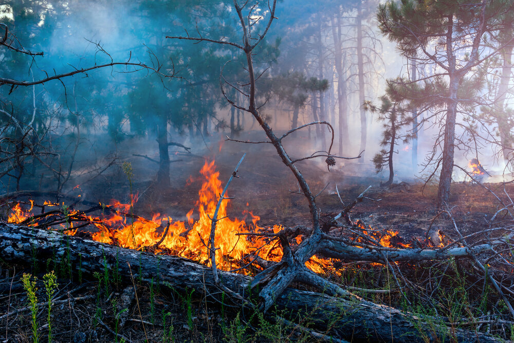 Выросла вероятность лесных пожаров в Германии Zeitung "Aussi