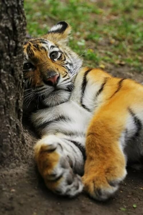 маленький тигр фото
