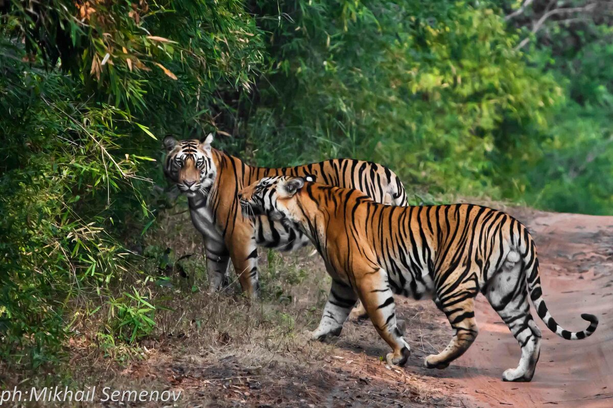 За тиграми в Кану и Бандавагар (Kanha & Bandhavgarh)