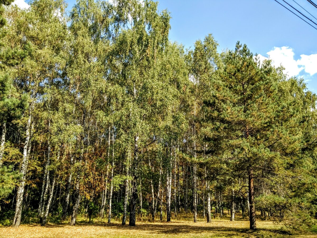 березовая роща фото