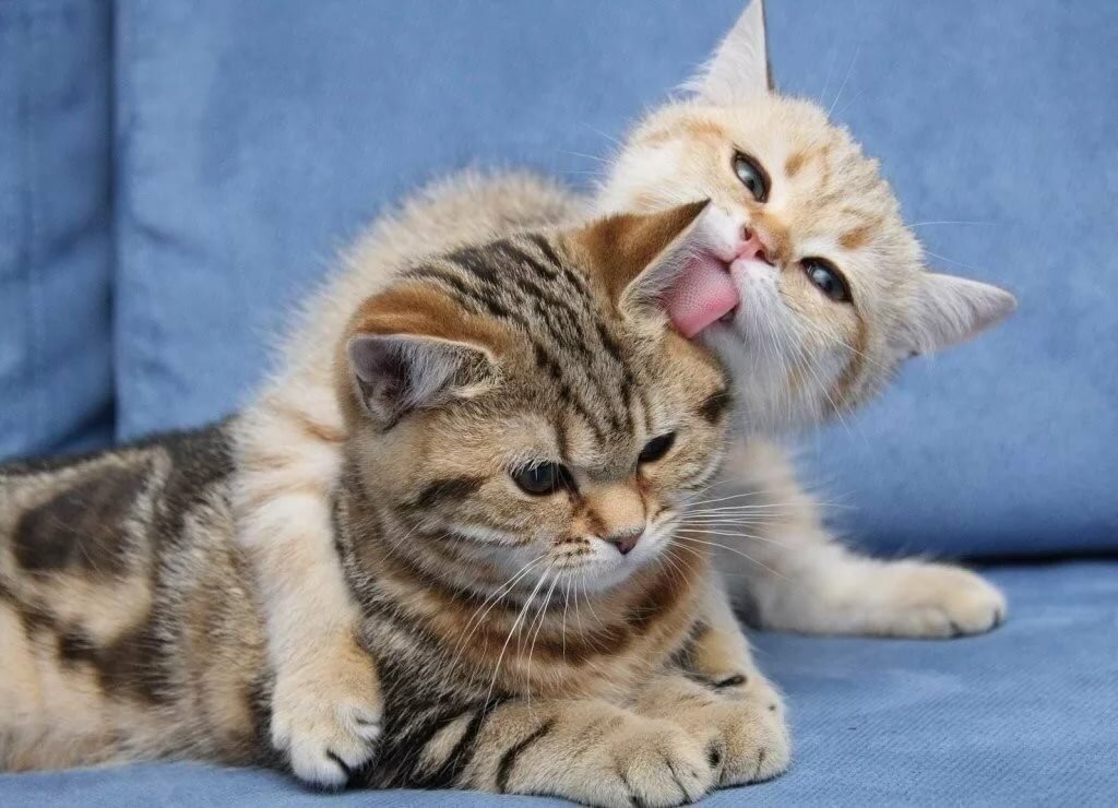 ����, ����� ����� �������� � �������� � ����� ������ ����� ����