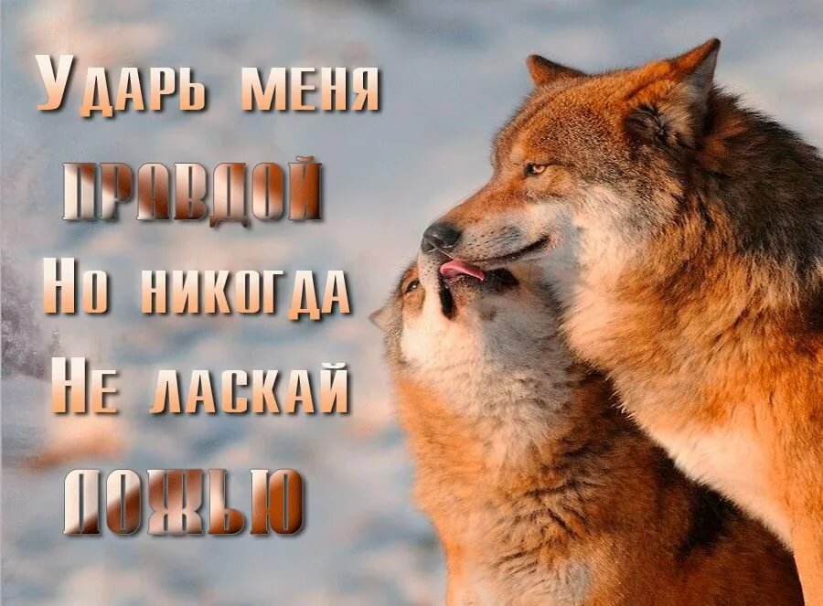 картинки с надписью о волках блюдце начинается буря