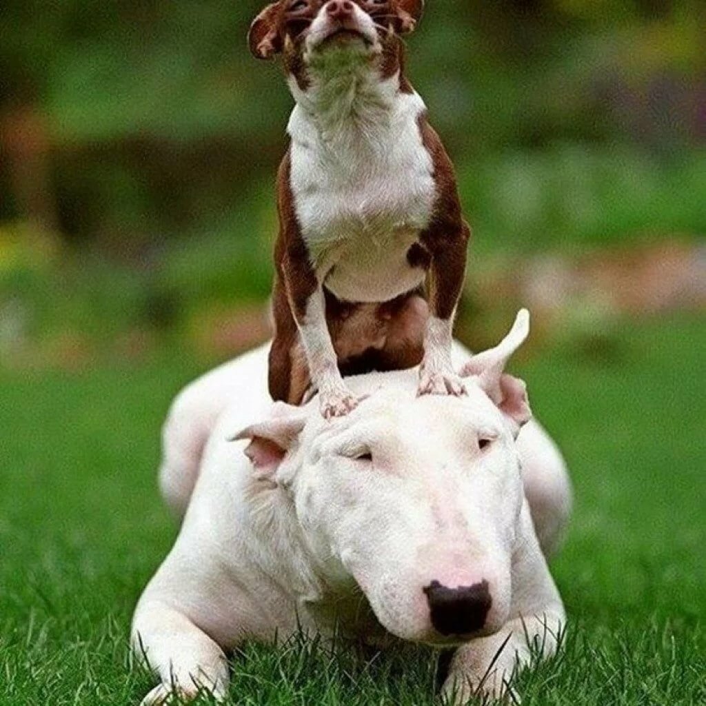 ���������� �������� ������������, ��� ���� ��������