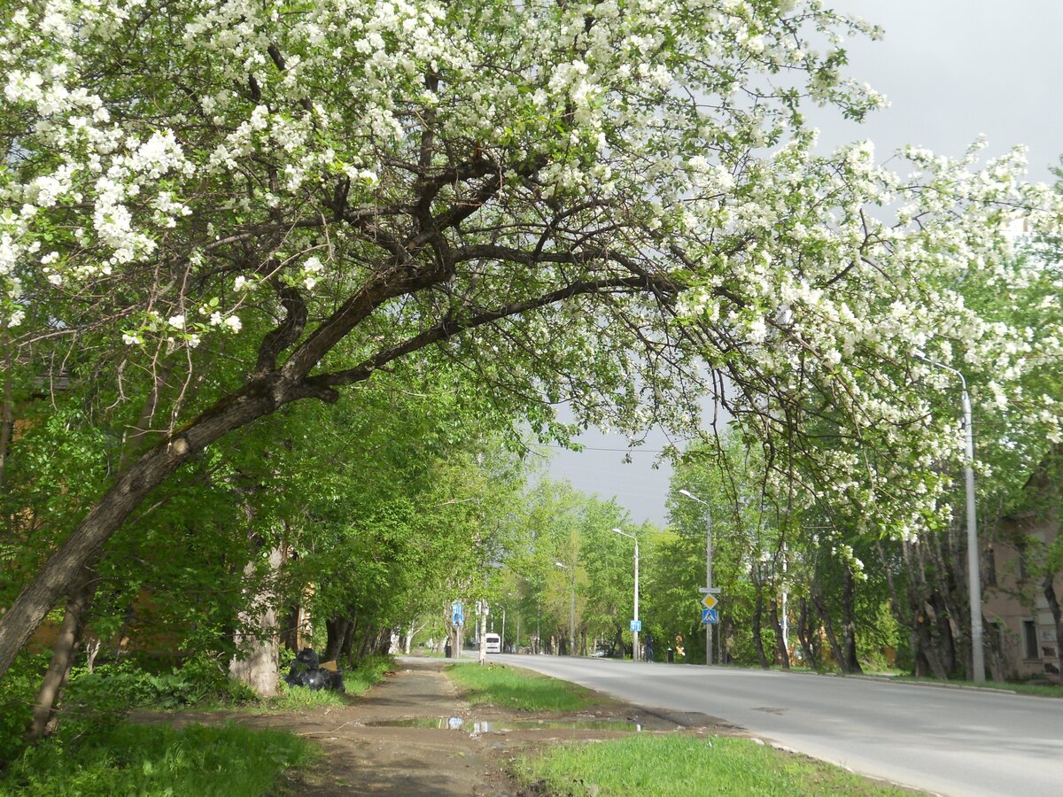 зеленогорск яблоневый сад фото