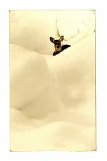 masao yamamoto фото