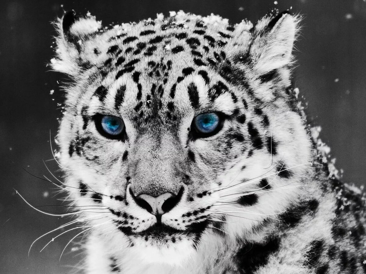 Скачать обои снег, снежный барс, ирбис, snow, snow leopard р