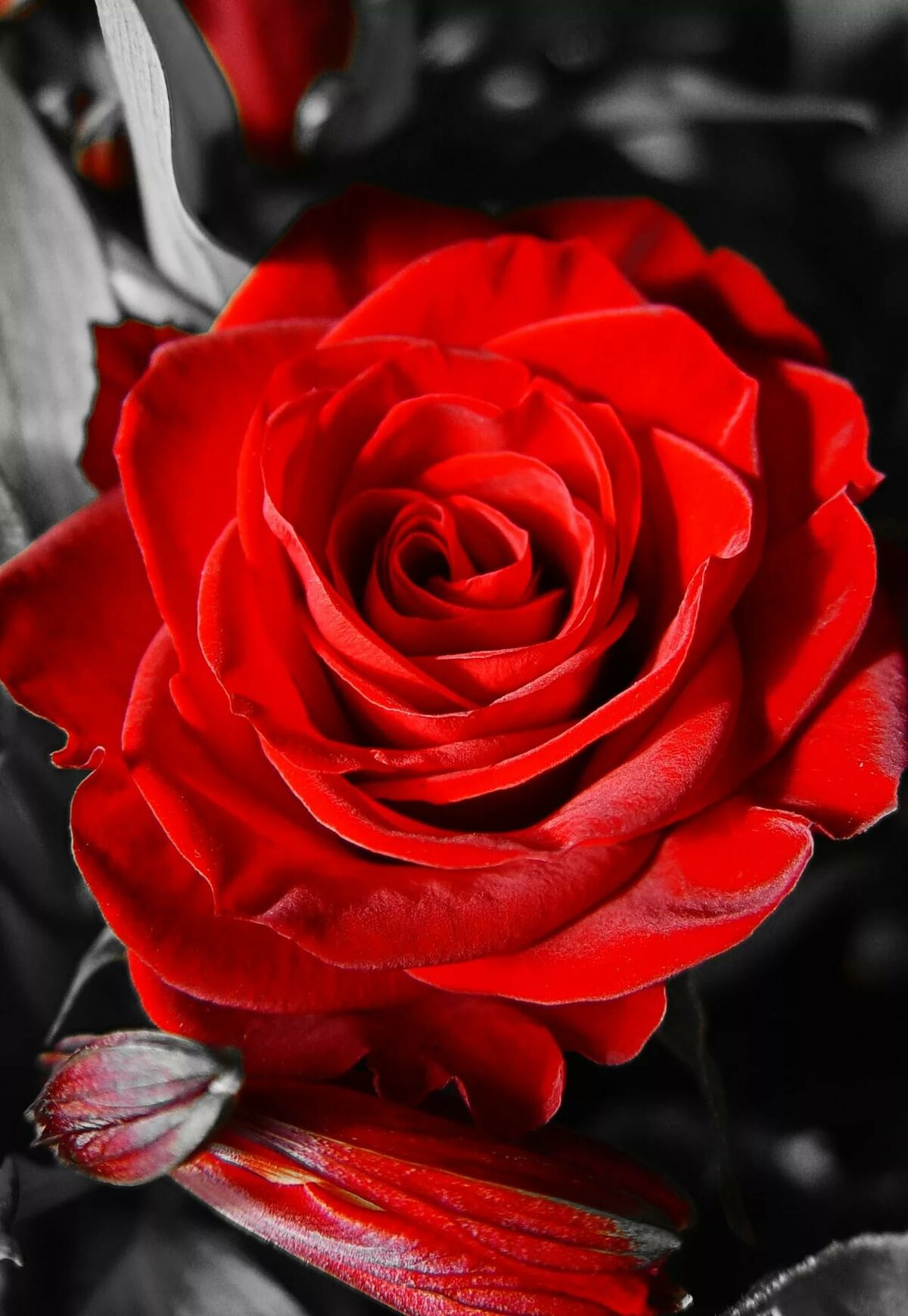 �������� ������������ ���� �������