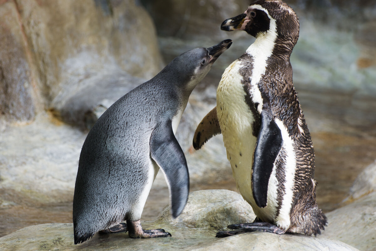 penguin фото