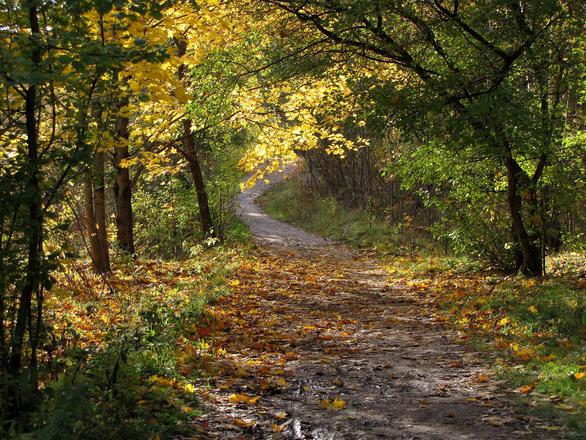 дорога осень фото
