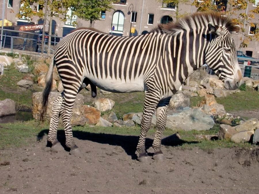 Zebra dick