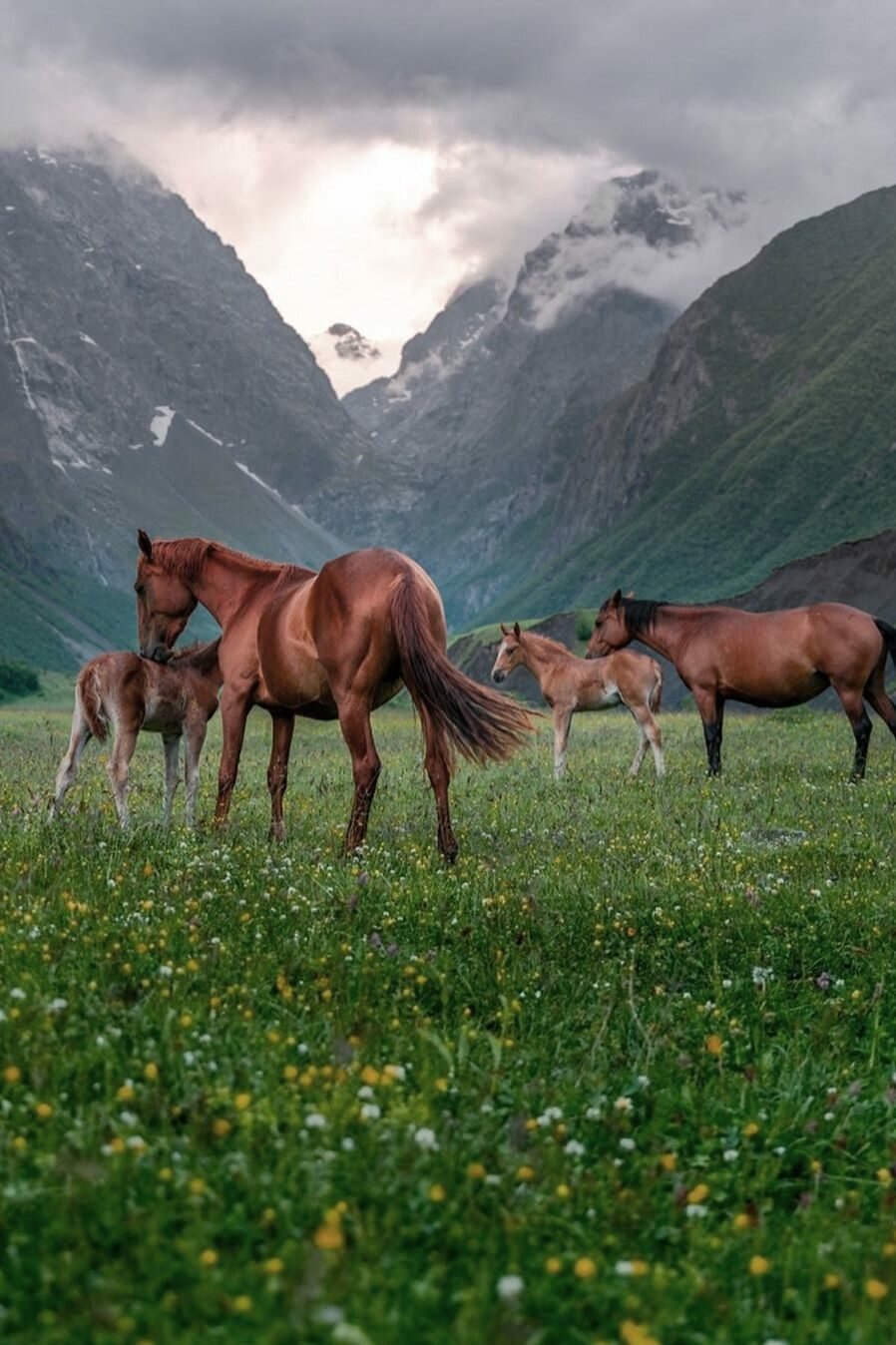 дикие лошади в горах фото