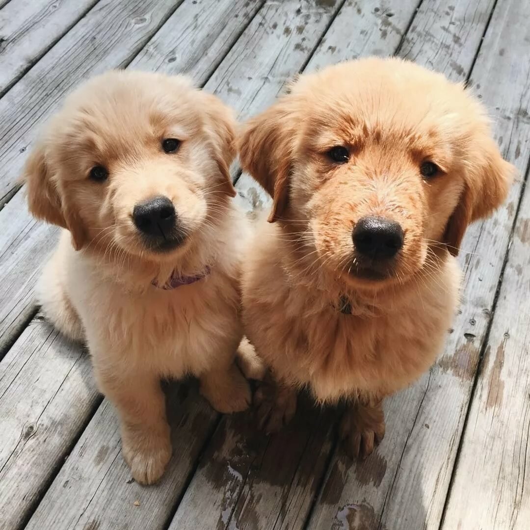 timbercreek irish wolfhounds
