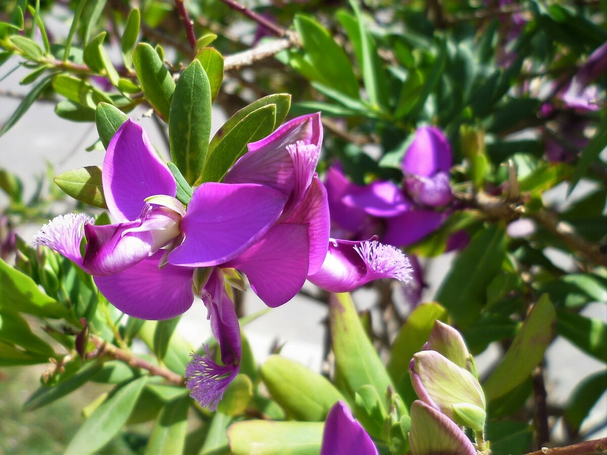 истод миртолистный (polygala myrtifolia) фото