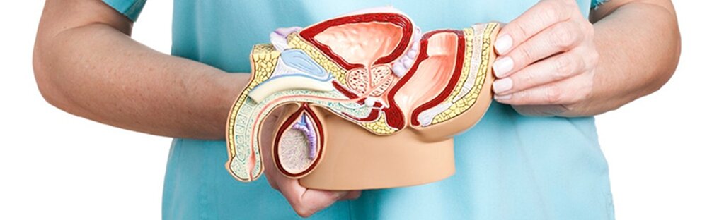Низкий тестостерон у мальчика 15 лет