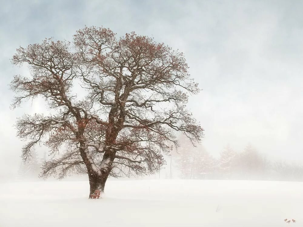 Развесистое дерево картинка