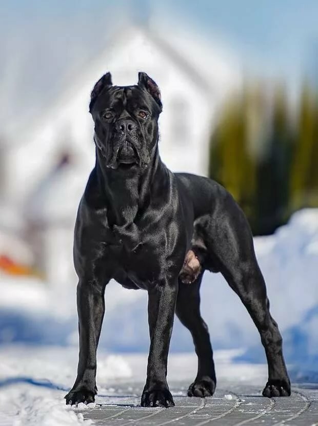 Cane corso salem oregon