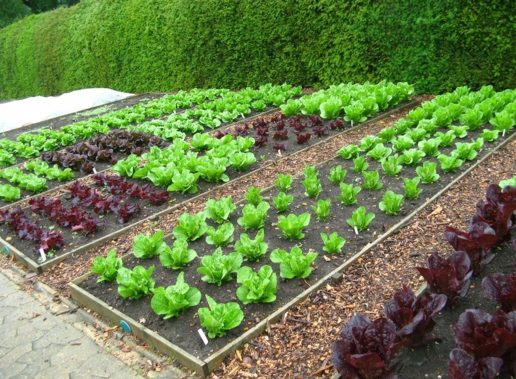 какие овощи можно посадить на даче