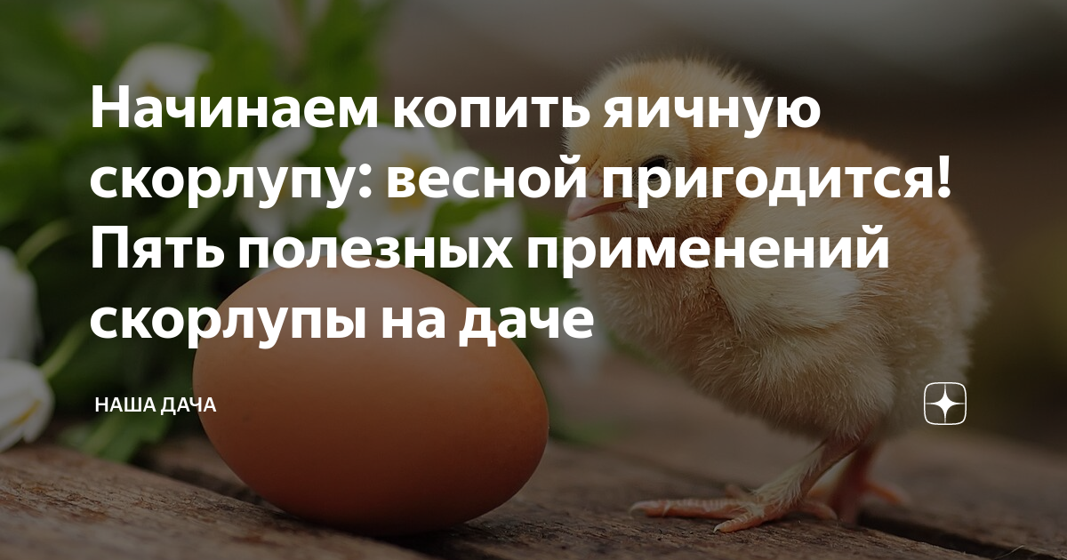 цыплята ломан браун фото