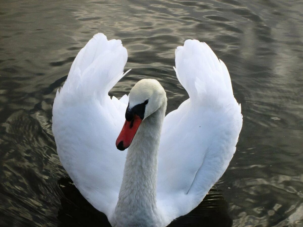 Картинки фото лебедя