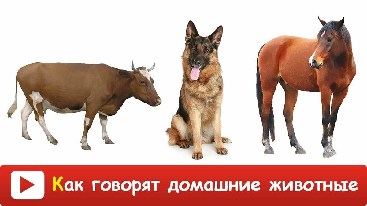 домашние животные для детей фото
