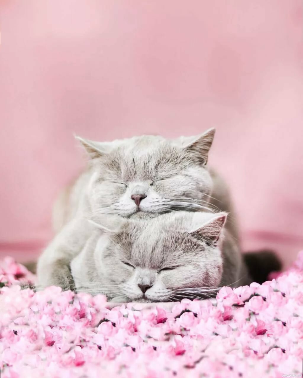 Нежный и милые картинки