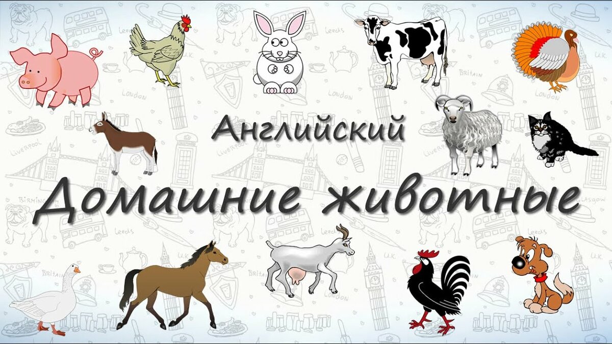 домашние животные на английском фото