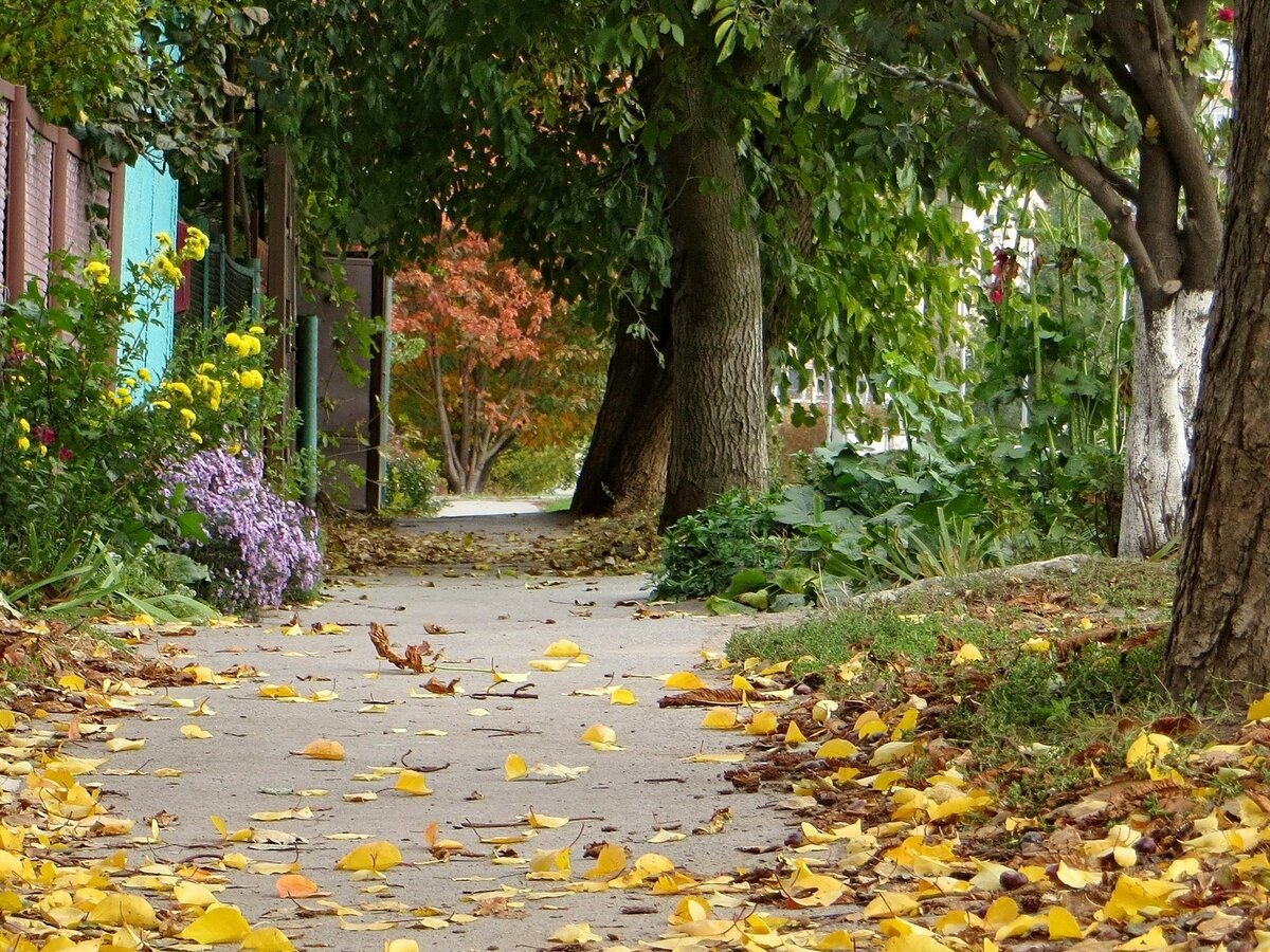 падающие листья фото