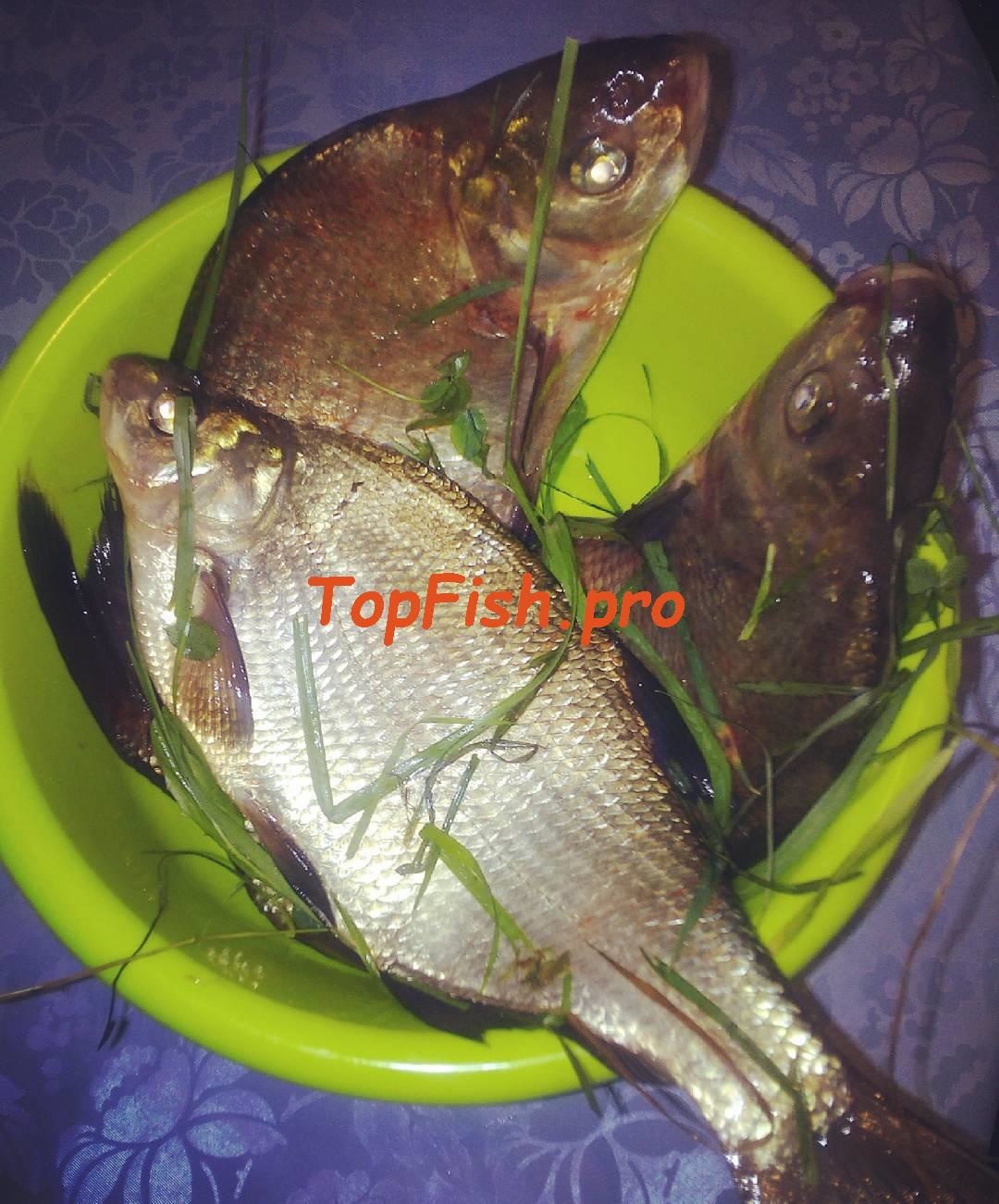 сырая рыба лещ фото