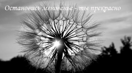 одуванчик черно белый фото