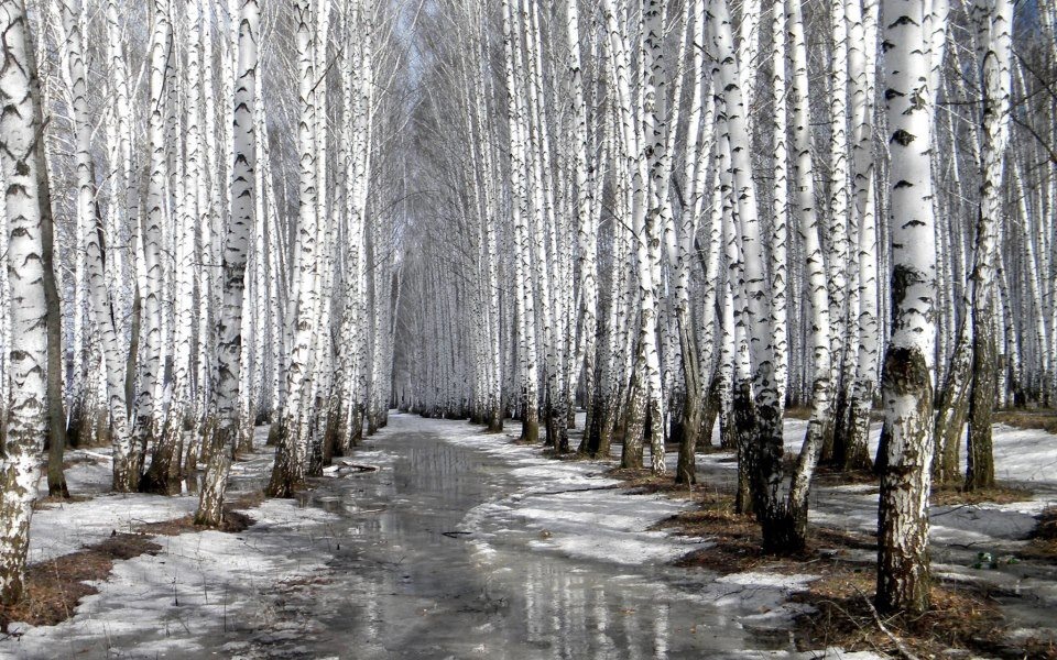 берёзовая роща каменск уральский фото