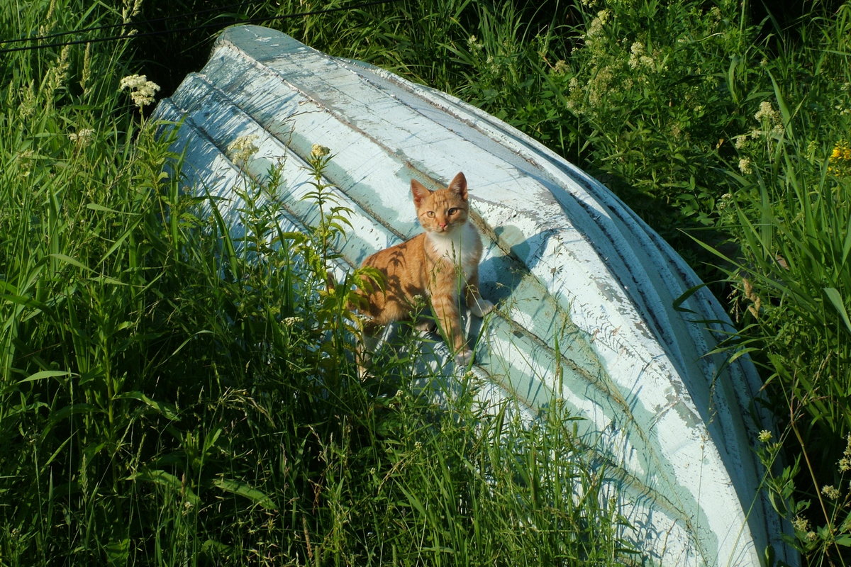 рыжая кошка фото