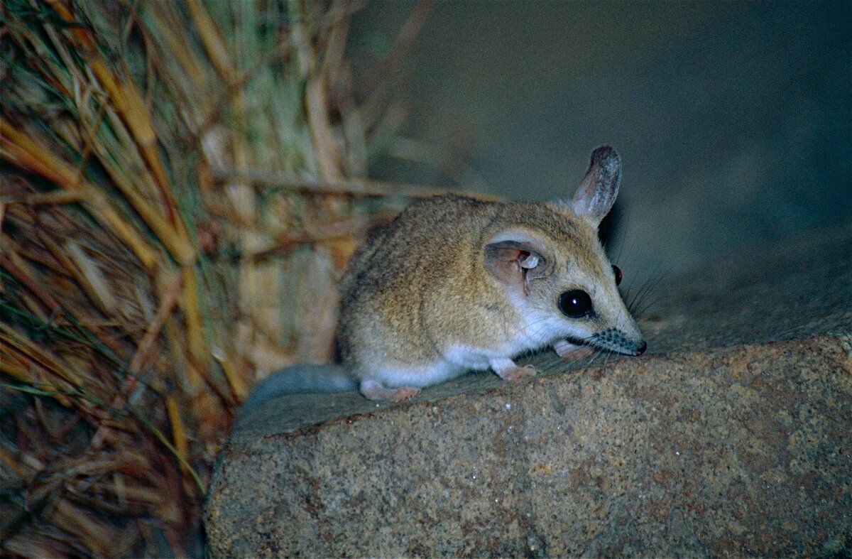File:Fat-tailed Dunnart (Sminthopsis crassicaudata) (9998511