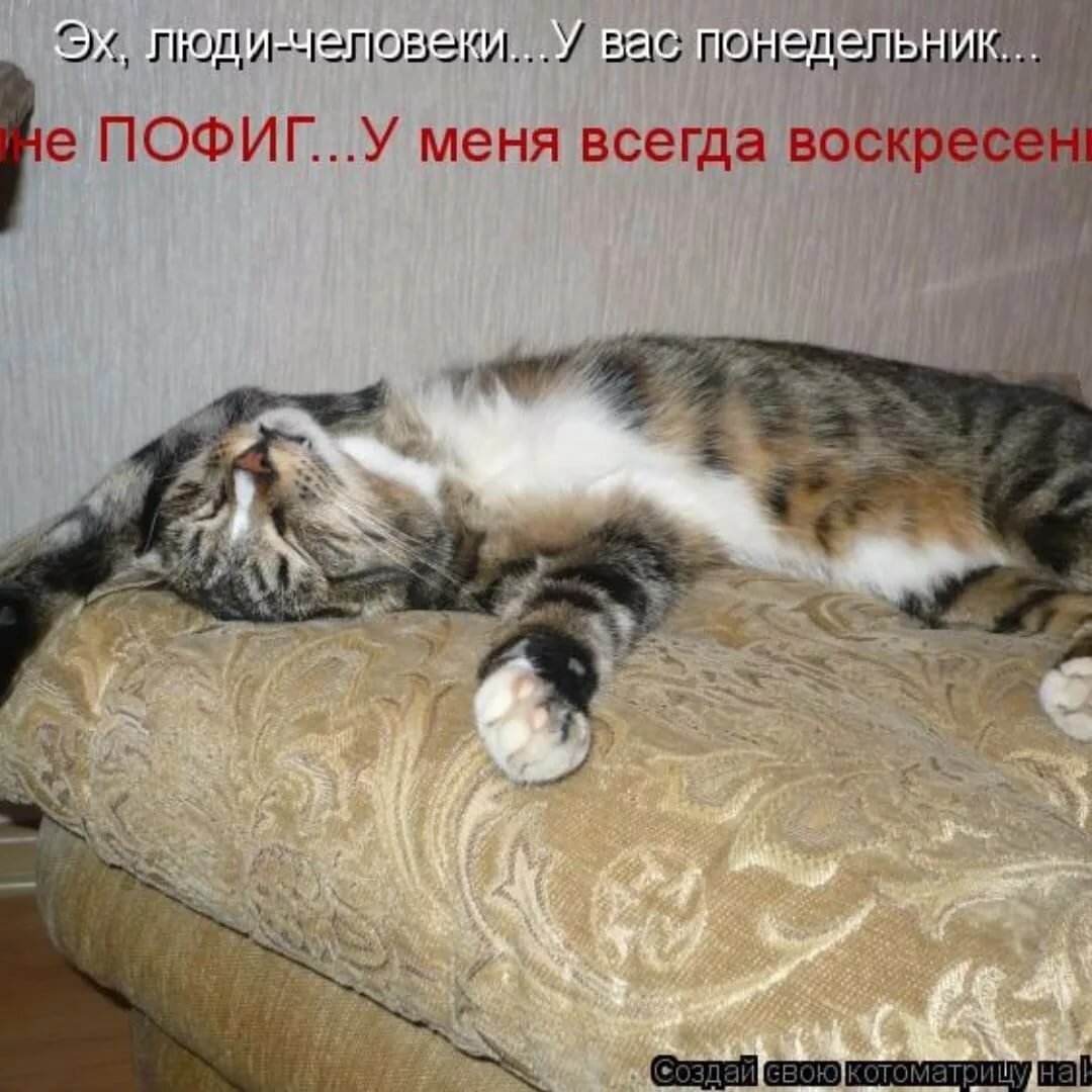 А мне все пофиг смешные картинки