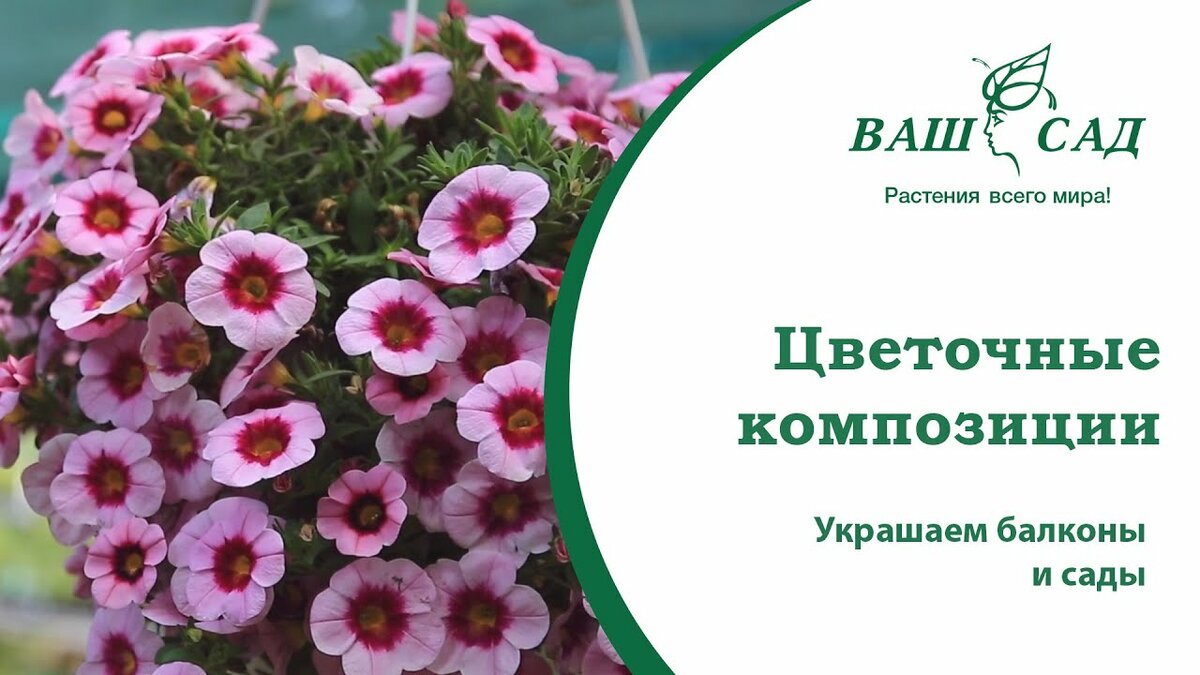 калибрахоа calibrachoa hula soft pink фото