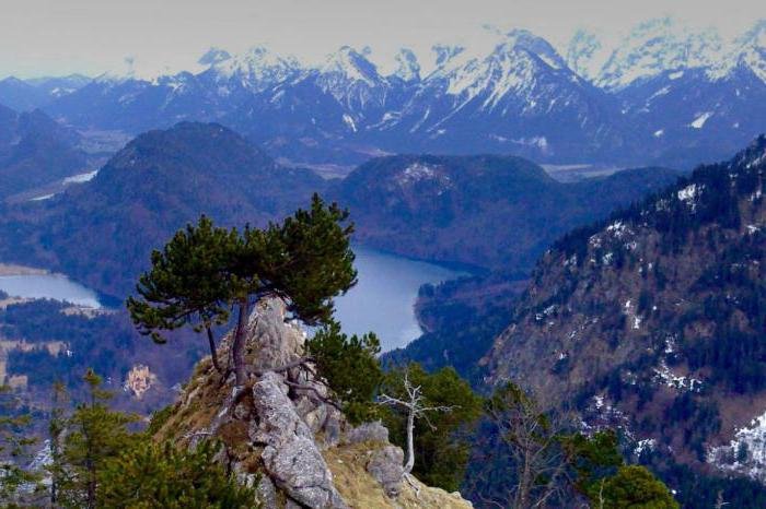 сосна самолет ай петри фото