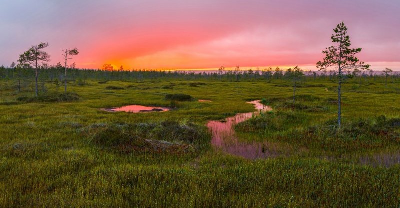 большие болота фото